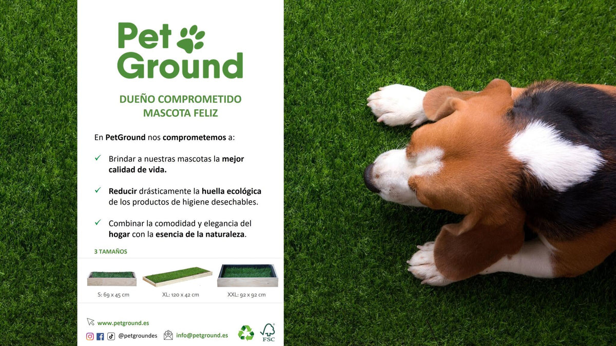 Petground, Cama Con Césped natural Para Gatos, Caja De Madera, Accesorio, Mueble S: 62 X 42 Cm_5