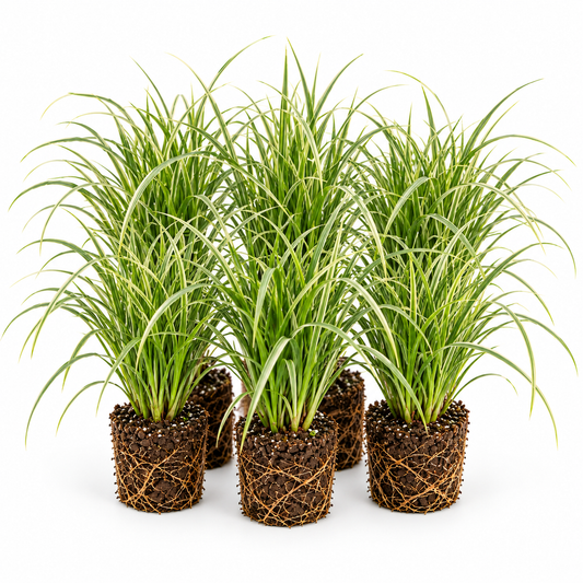 Cárex - Carex - 12 Plantas_0
