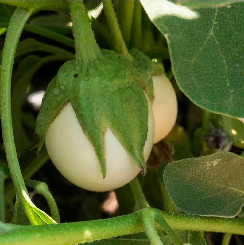 Semillas Berenjena Blanca Egg Ecológicas Biodinámicas Demeter_0