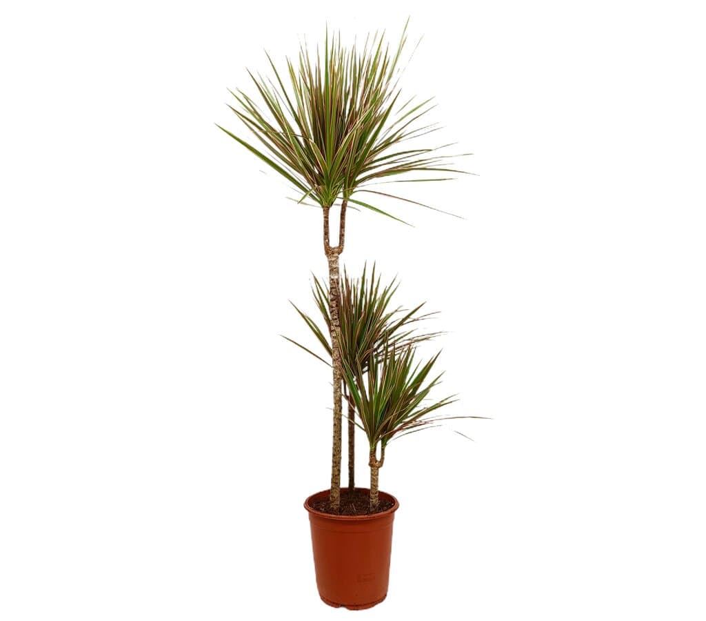 Dracena Marginata Bicolor 3 Troncos 60-30-15 M21_0