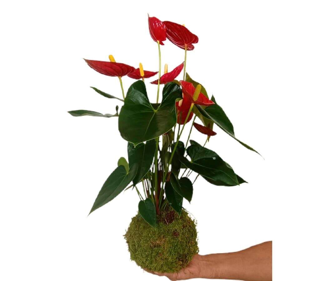 Kokedama Anthurium M17_0