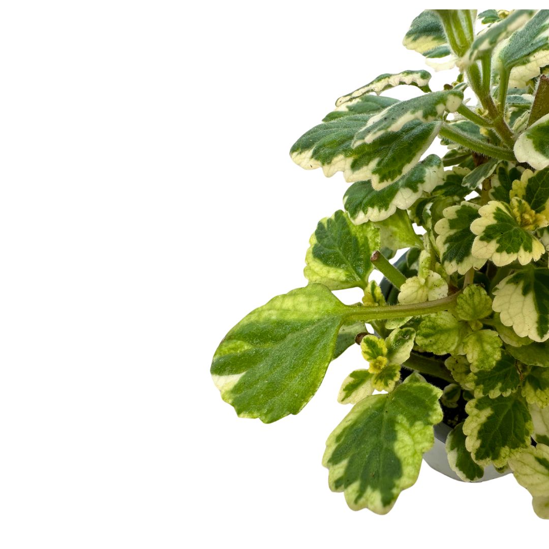 Planta De Incienso Planta Ornamental De Interior Y Exterior (plectranthus Coleoides) M15_1