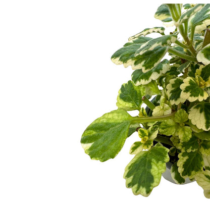 Planta De Incienso Planta Ornamental De Interior Y Exterior (plectranthus Coleoides) M15_1