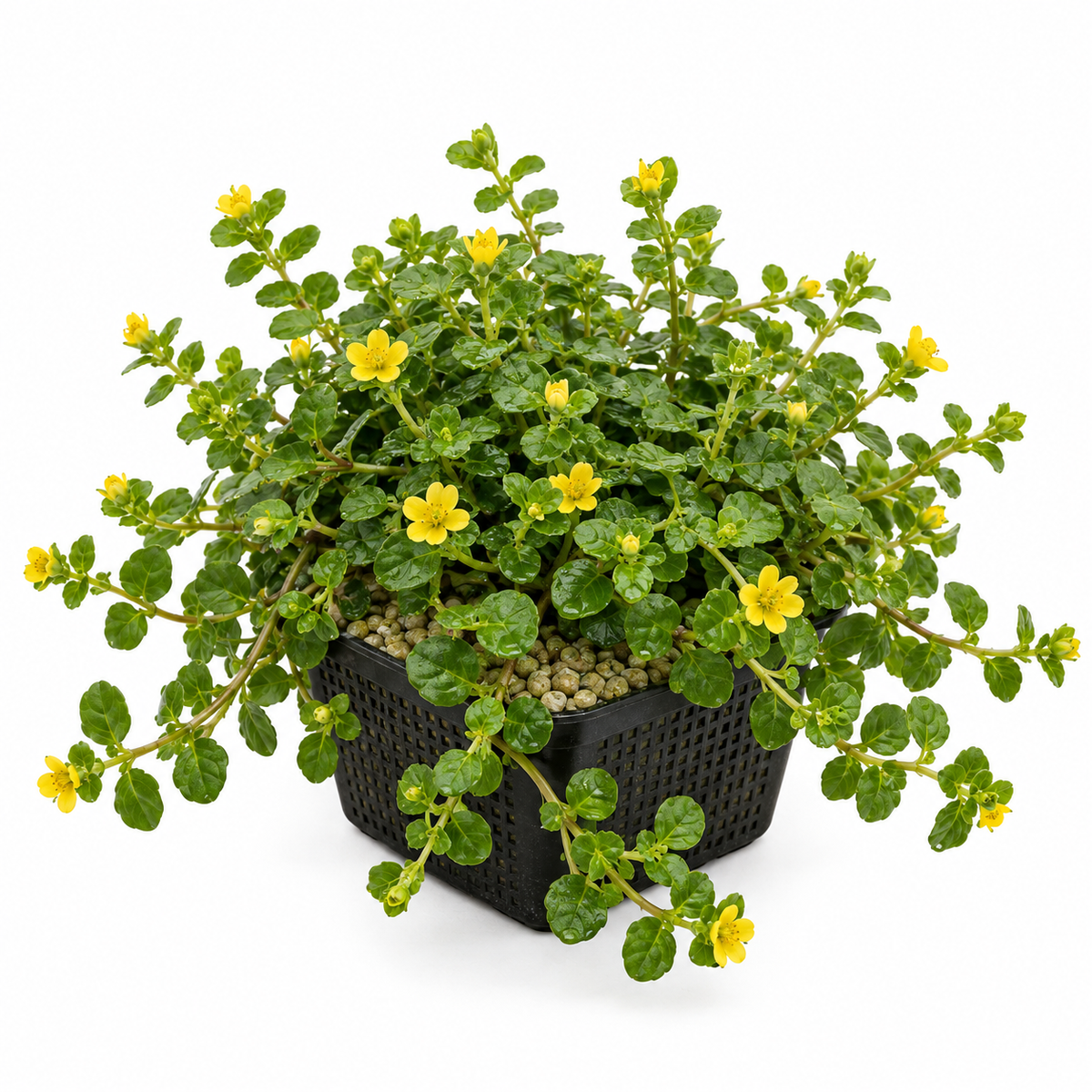 Hierba De La Moneda - Lysimachia Nummularia - Set De 4 Con Cesta_0