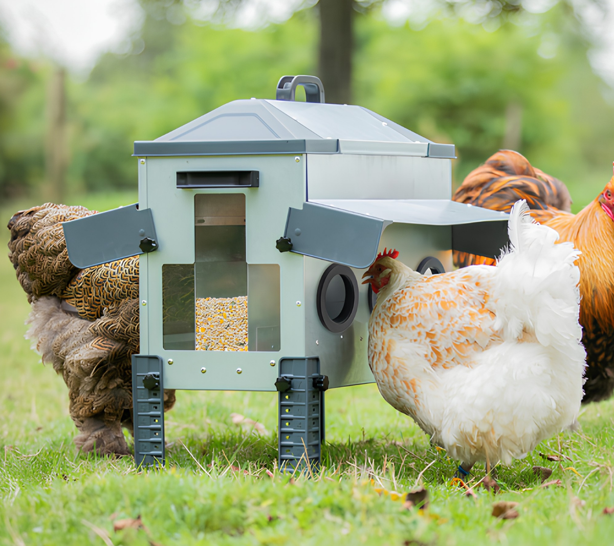 Comedero Para Gallinas Robust® | Tolva Antidesperdicio De Acero Galvanizado Para Exterior | Altura Regulable (16kg)_1