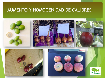 Pack Especial Huerto Ecológico Chamae. Todos Los Productos Para Tu Huerto Para Toda La Temporada_1