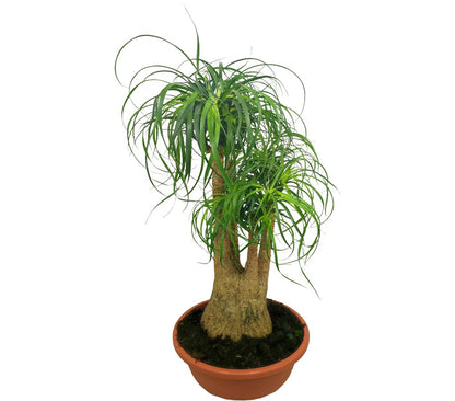 Beaucarnea Ramificada T27 60-80cm (pata De Elefante O Nolina)_0
