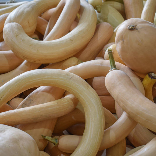 Semillas De Calabaza Trombetta Di Albenga Ecológicas_0