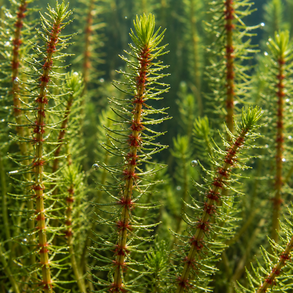Cola De Caballo Hippuris Vulgaris - 4 Plantas Con Cesta Y Sustrato_1