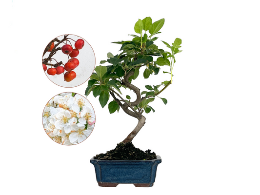 Bonsái Malus – Manzano 7 Años_0