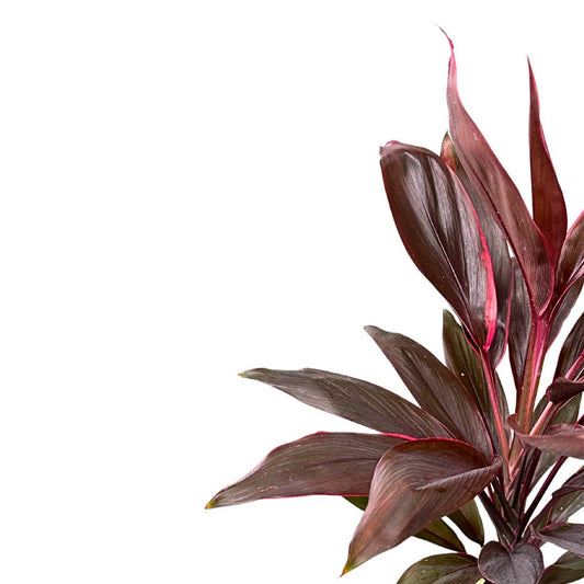 Cordyline Tango, La Planta De Interior Más Representantiva De La Familia_0