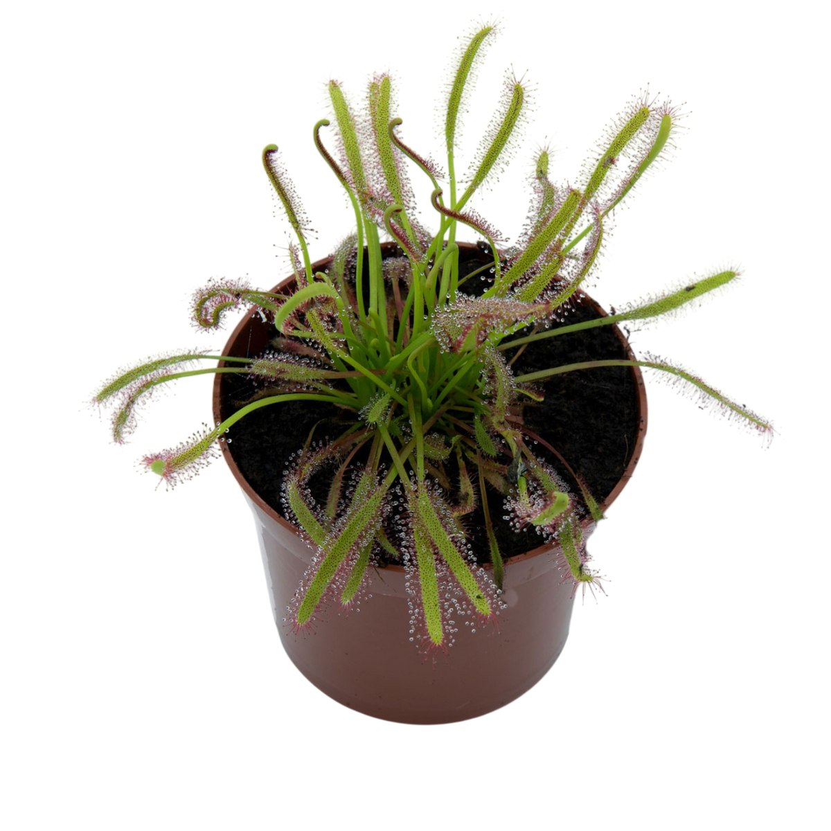Drosera Capensis M9_0