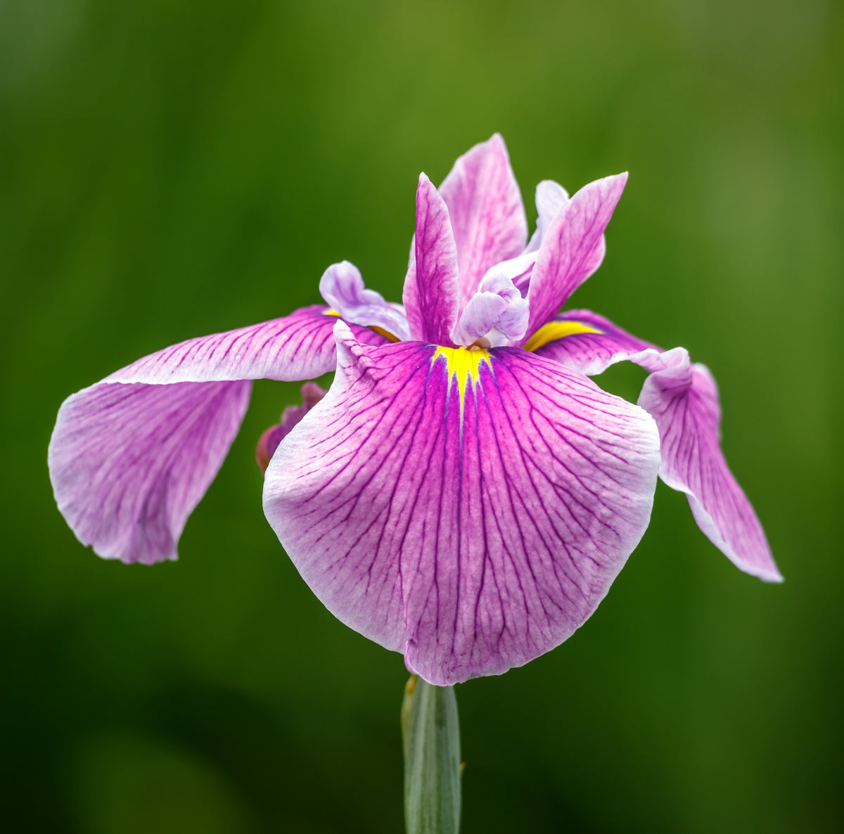 Lirio Rosa - Iris Laevigata - Set De 4 Con Cesta_2