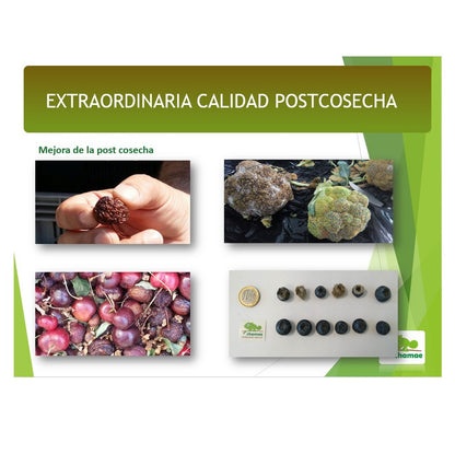Fertilizante Potasio Vpotash 5 Chamae 5 Litros Ecológico. Jardinería. Potasio Verde. Aplicación Al Suelo Y Foliar._3