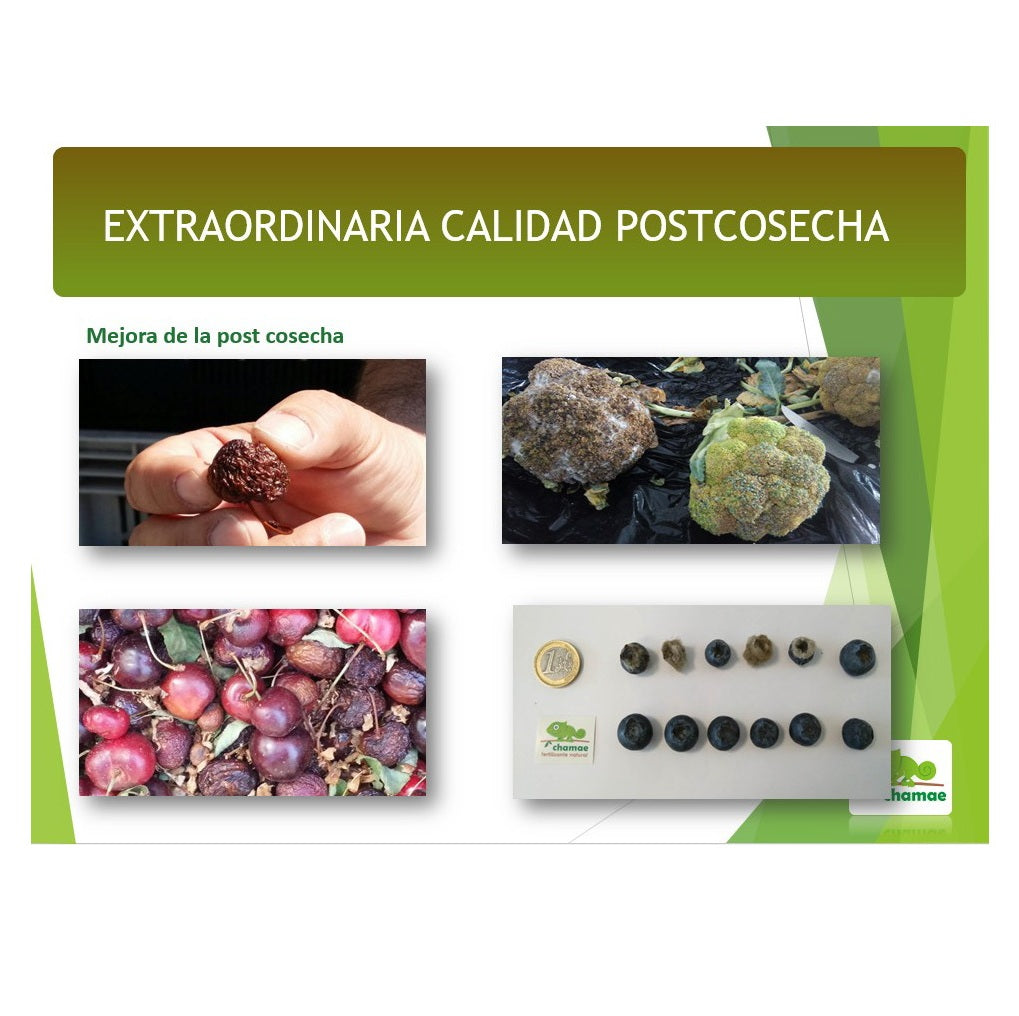 Fertilizante Potasio Vpotash 5 Chamae 1.000 Litros Ecológico. Uso Profesional. Potasio Verde. Uso Foliar Y Radicular_3
