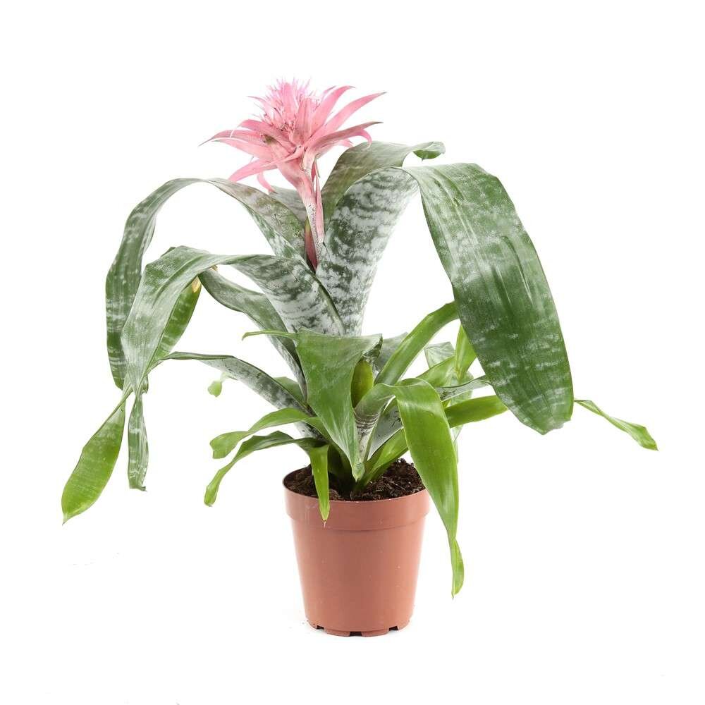 Aechemea Fasciata O Bromelia Fasciata Planta Con Flor Para Interior_0