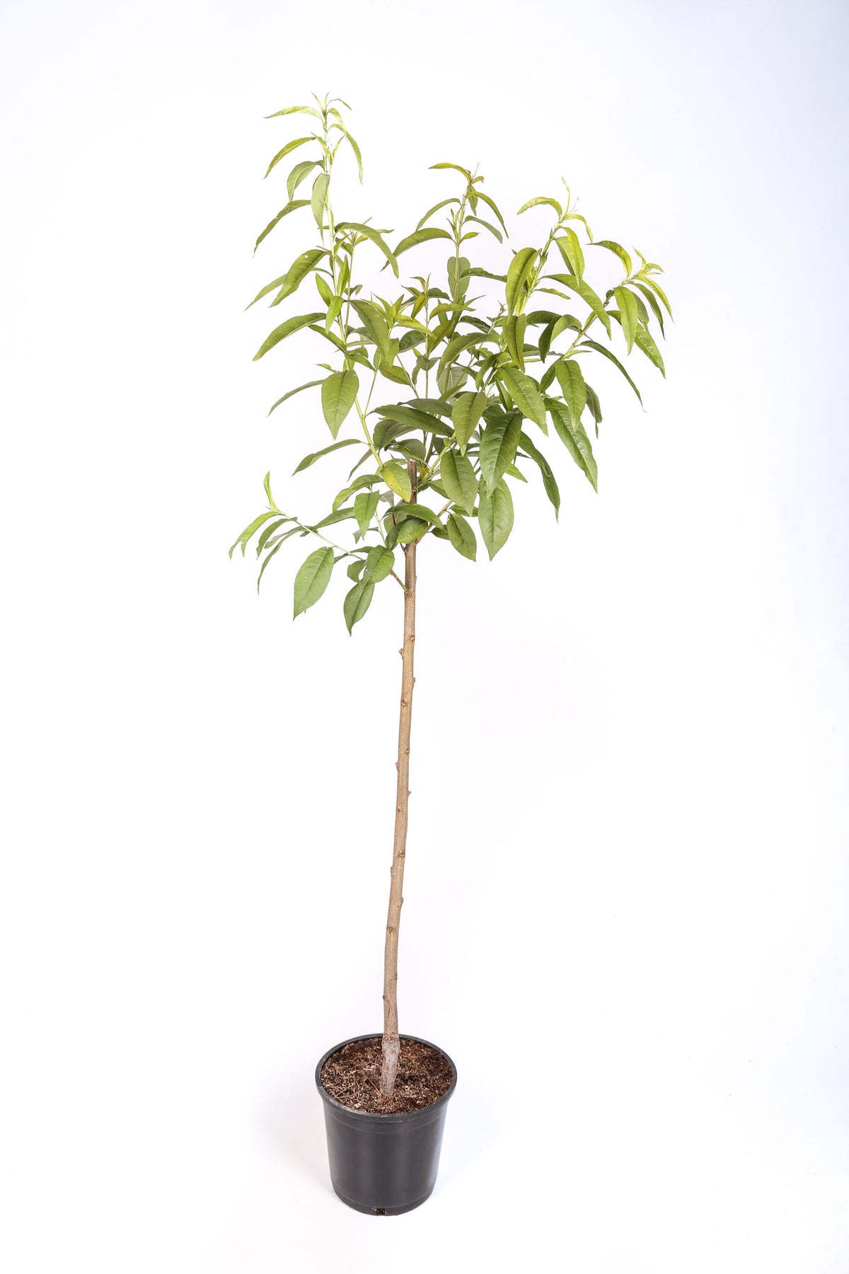 Frutal Melocotonero Amarillo De Agosto - Planta Natural - Maceta 26cm. - Altura Aprox. 120/150_1