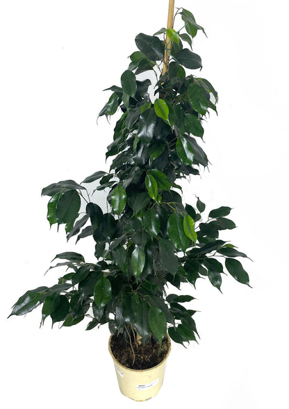 Ficus Daniel M22 150cm_1