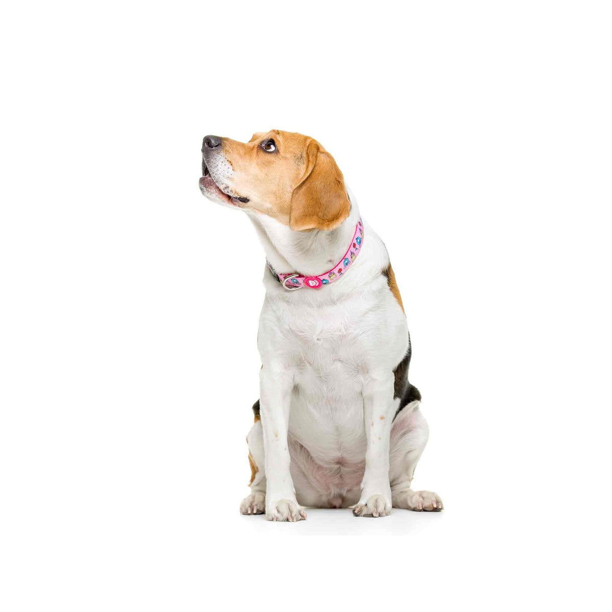 Collar para perro PRINCESS Dukier XS