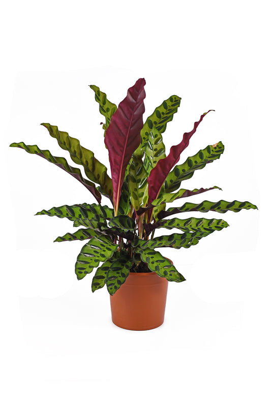 Calathea Lancifolia - Planta De Interior - Altura Total Aprox. 60cm._0