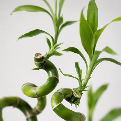 Lucky Bamboo Set De 2 - Vidrio, Piedras, 10 Bolas Marimo - Dracaena_3