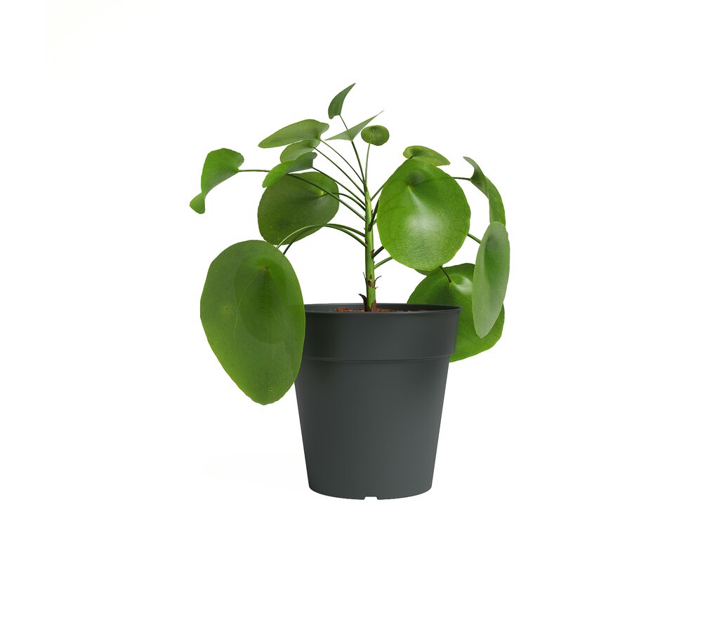 Artevasi Macetero Antracita Madagascar 11 Cm De Plástico Reciclado_0