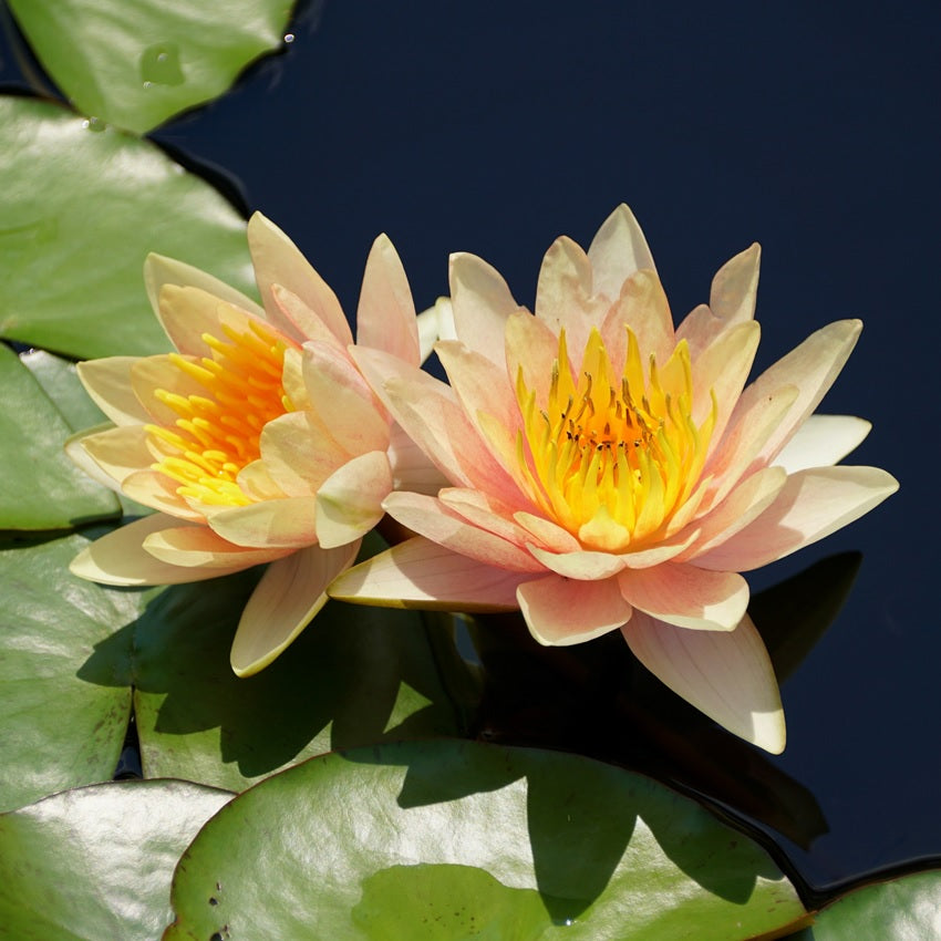 Nenúfar Enano Naranja - Nymphaea - 1x Nenúfar Multiflor Con Cesta_2