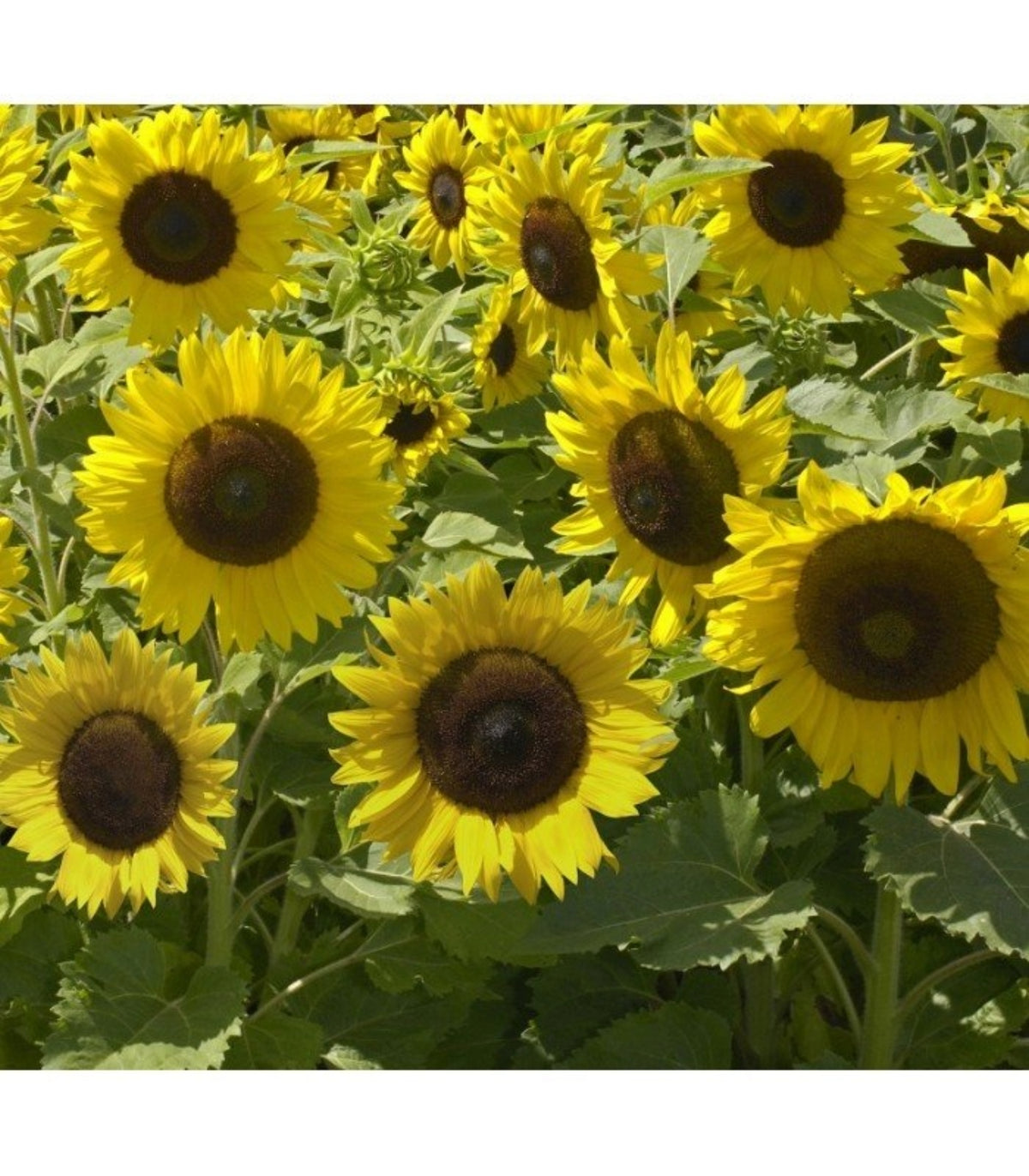 Semillas De Girasol Enano Sunspot Ecológicas_0