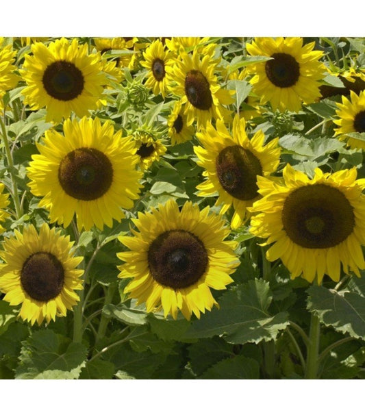 Semillas De Girasol Enano Sunspot Ecológicas_0