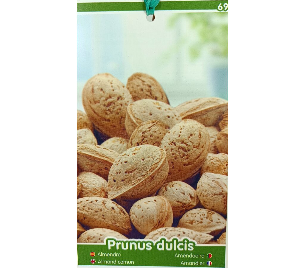 Almendro Desmayo M25 120-150cm_1