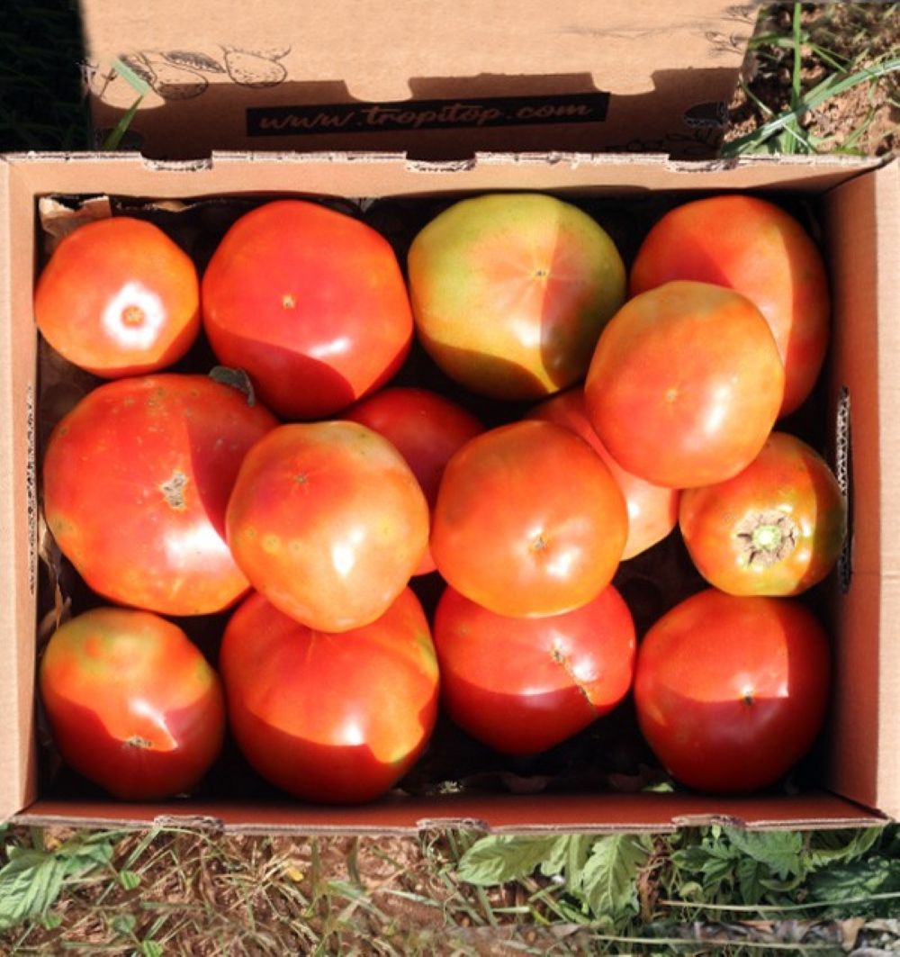Caja De Tomates Valencianos Tropitop Caja De 3kg_3