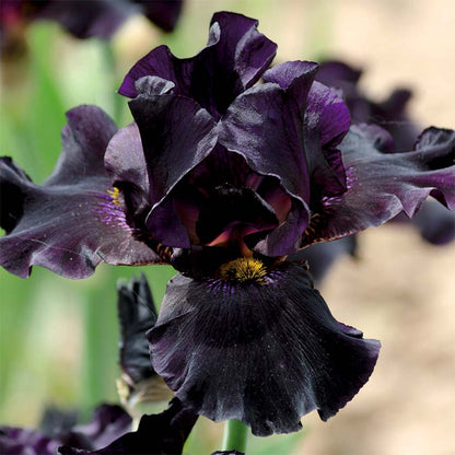 Lirio Negro - Iris Louisiana - 12 Plantas_2