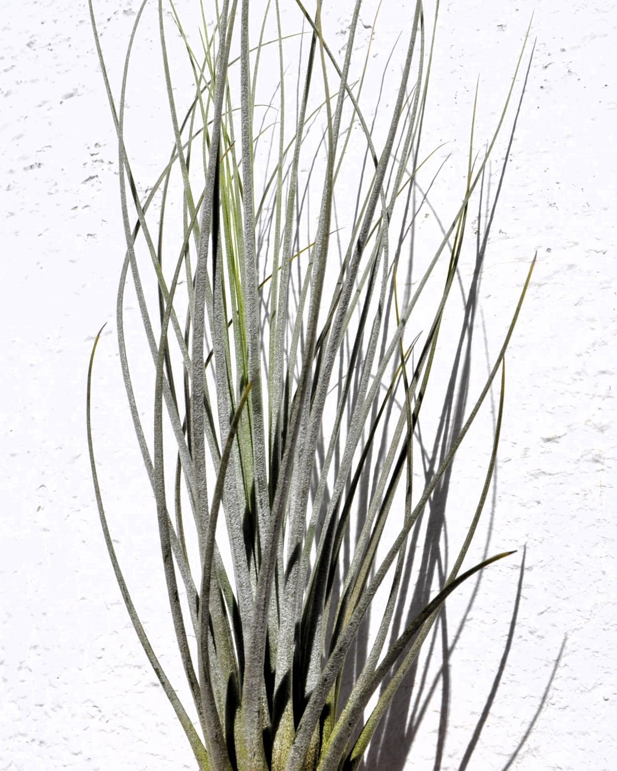 Tillandsia juncea; tilandsia junco, planta del aire plateada; Curiosarium; altura 20-35 cm, diámetro 10-25 cm_0