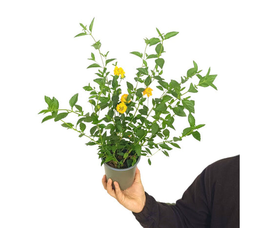 Lantana Rastrera M13_0