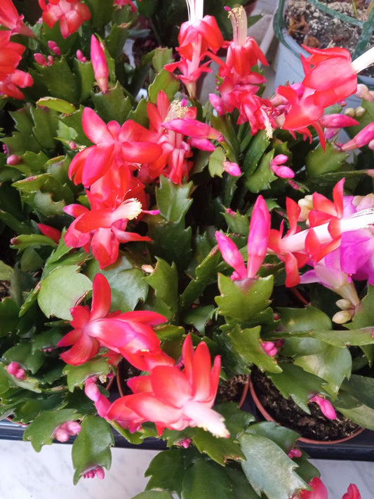 Cactus De Navidad Color Rojo_0