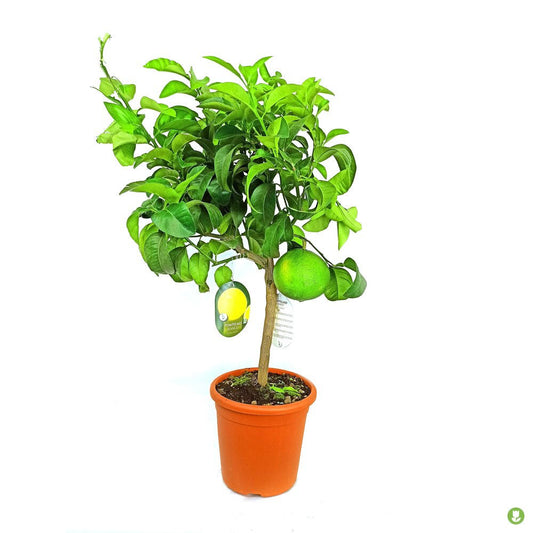 Pomelo Rosa M20 90cm_0