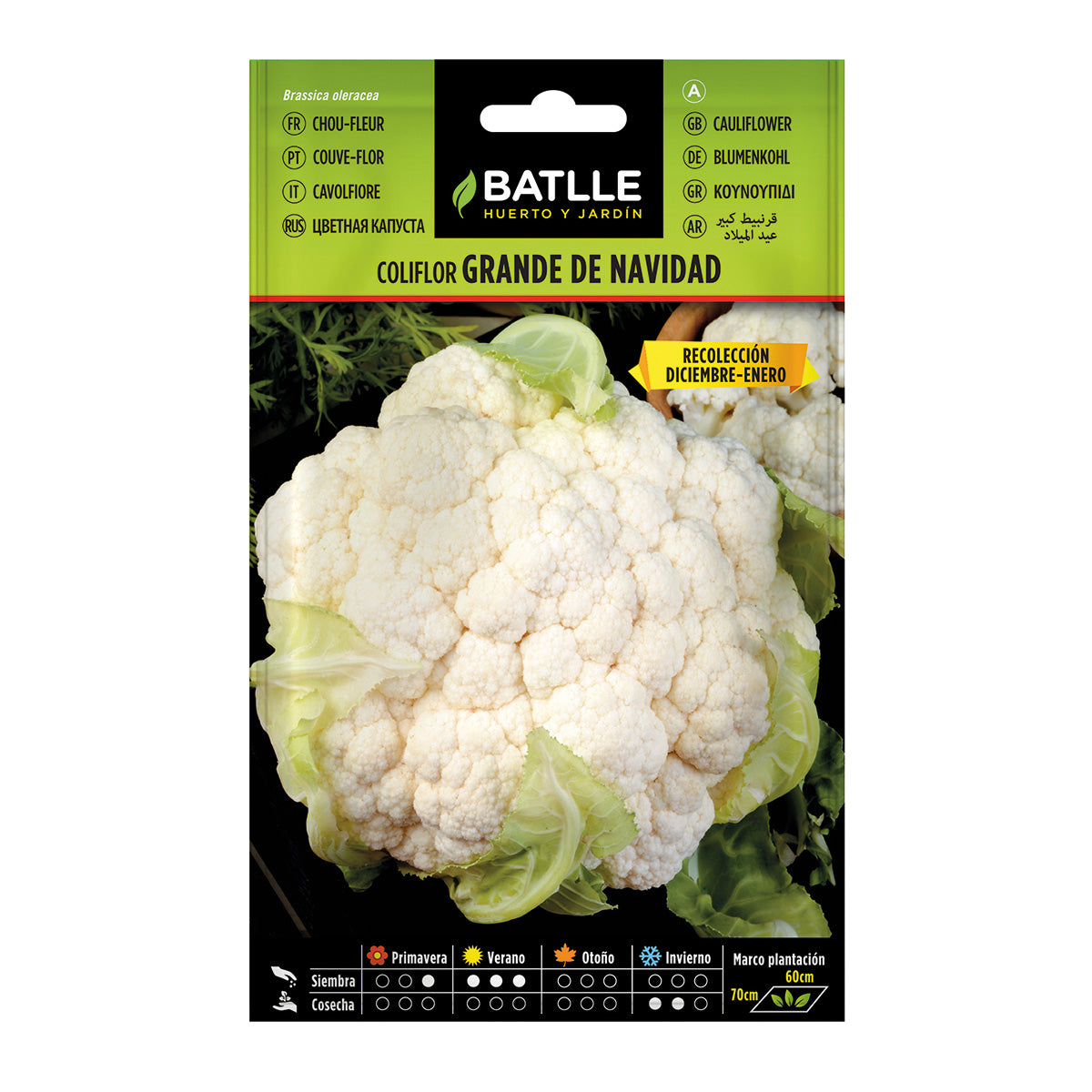 Semillas de Coliflor grande de Navidad Batlle