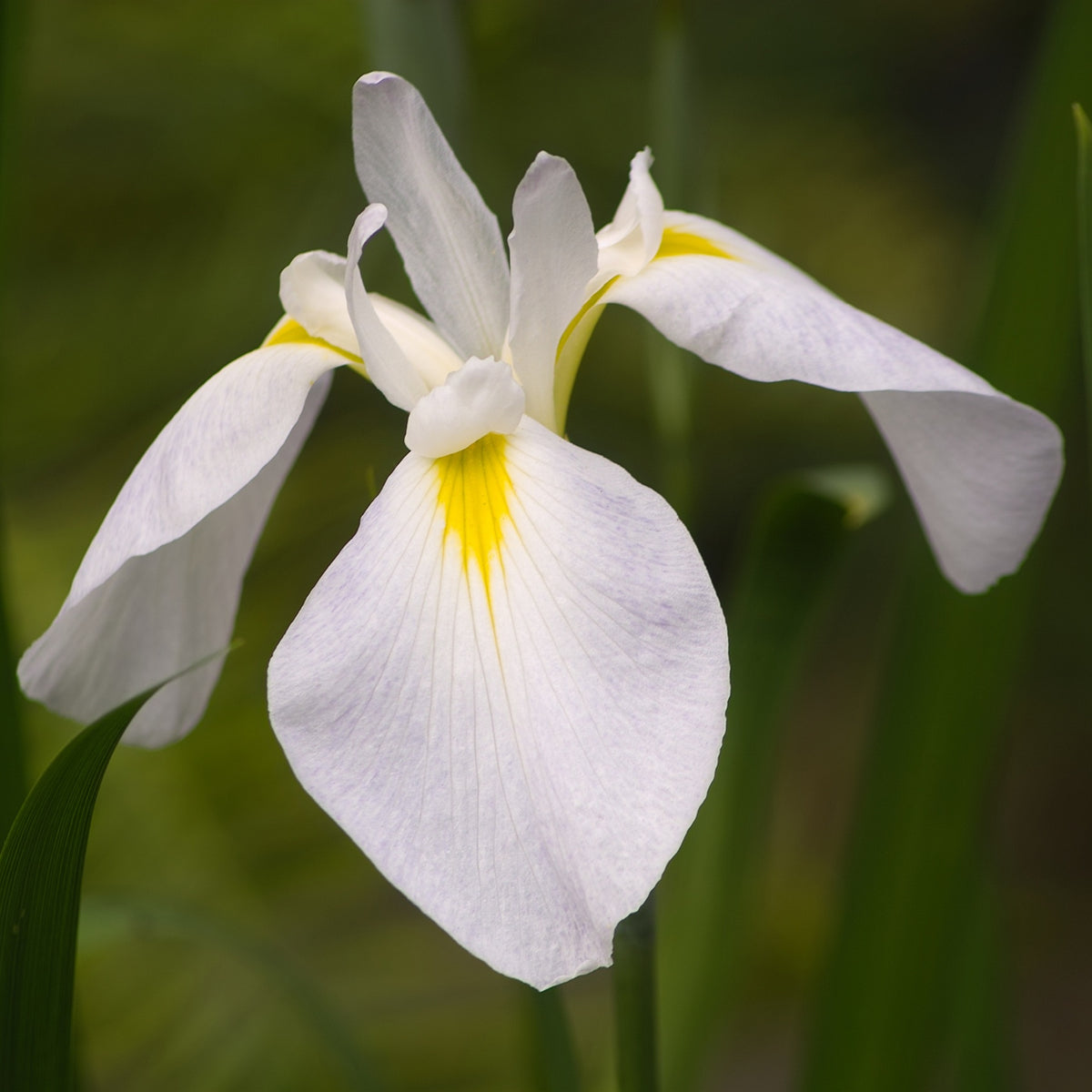 Lirio Blanco - Iris Kaempferi - 12 Plantas_2