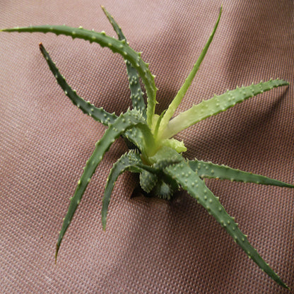 252m² Vellón Para Jardín Mantillo De Vellón Para Malezas 80g 1,8m De Ancho Marrón_2