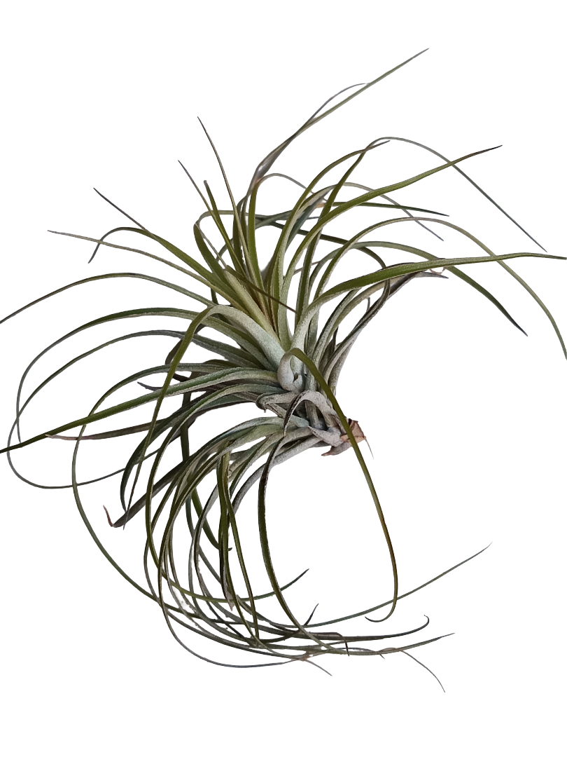 Tillandsia Stricta Planta Clavel Del Aire_0