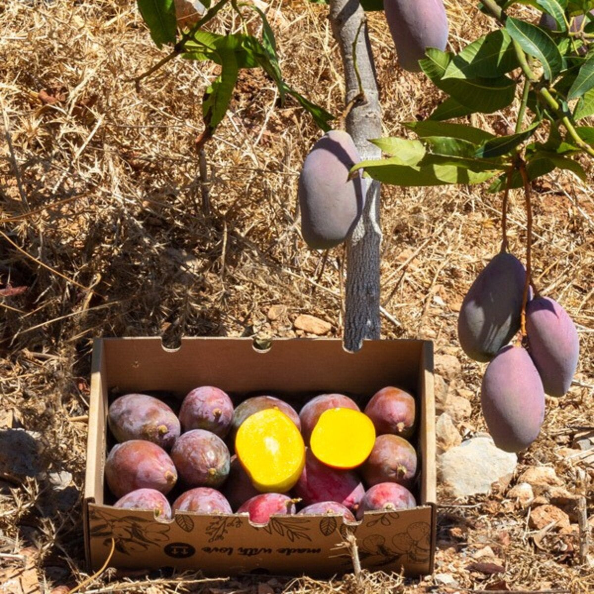 Mangos Ecológico Español Caja De 2kg_2