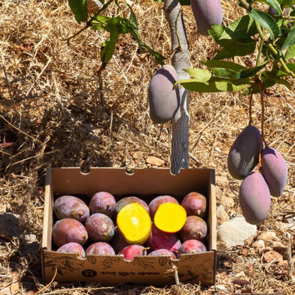 Mangos Ecológico Español Caja De 2kg_2