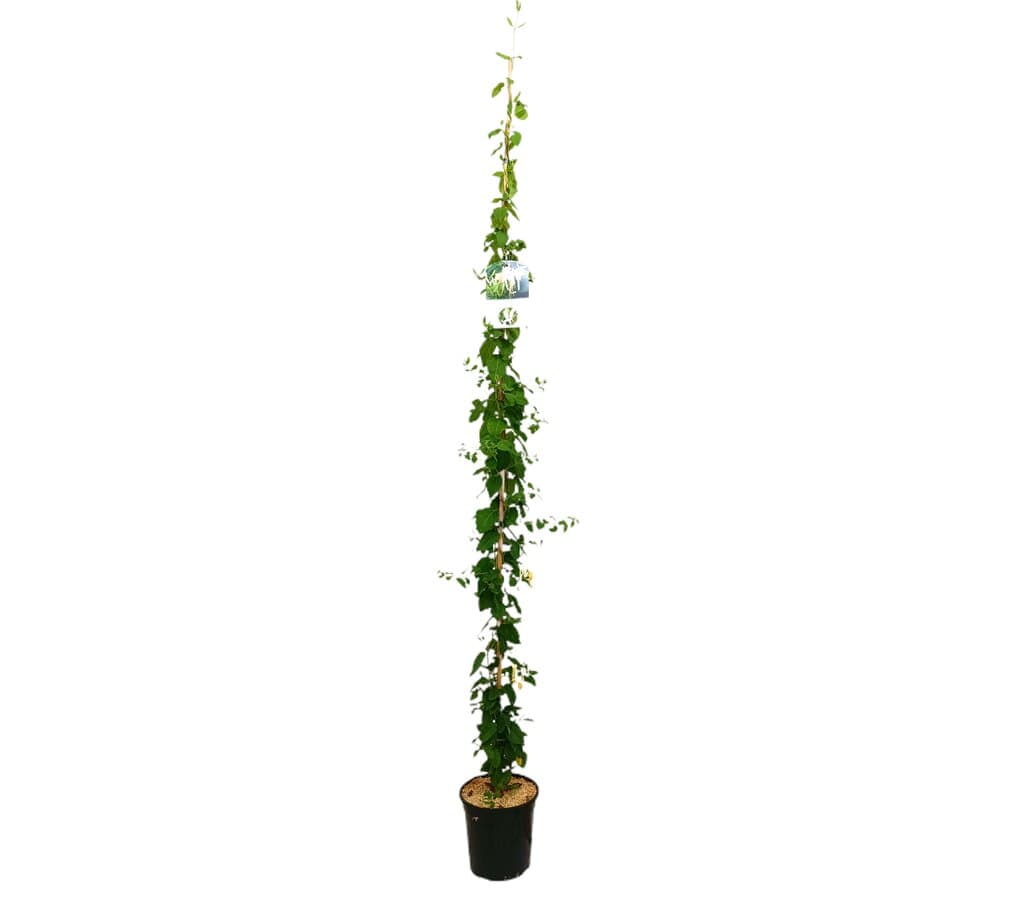 Lonicera Japónica M20 180-200cm_0