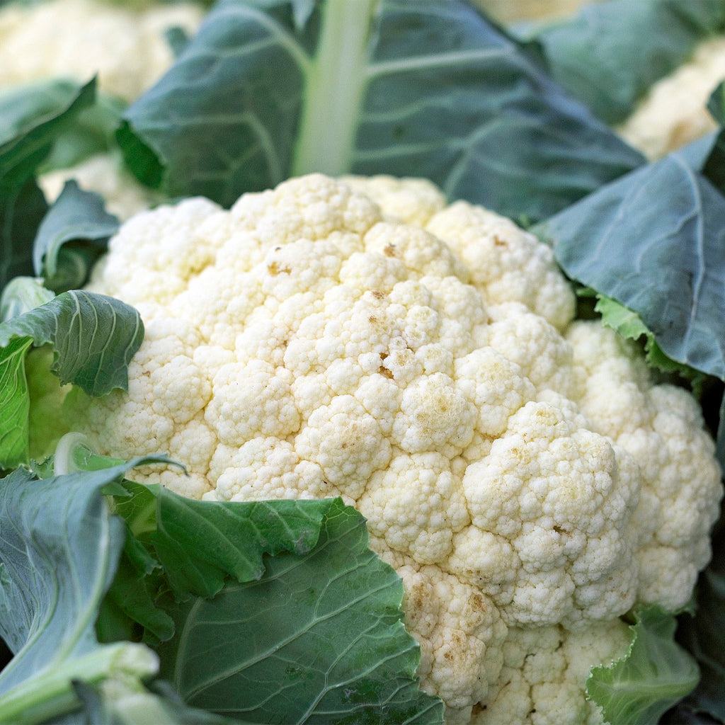 Plantón Coliflor Blanca - PlantaBo_1
