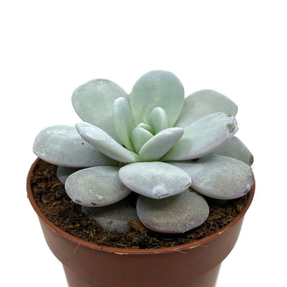 Echeveria Laui Cactus Y Suculentas M8,5 cm Ø_0
