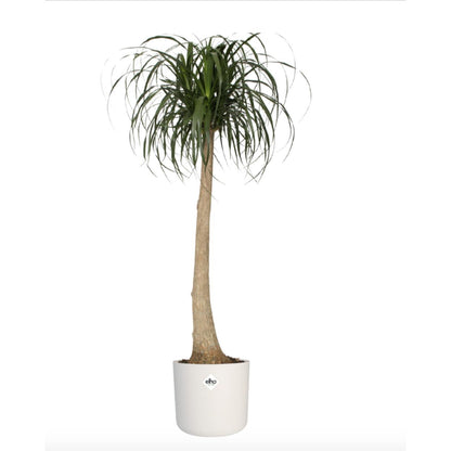 Macetero B.for Soft Round Elho Blanco 22 cm