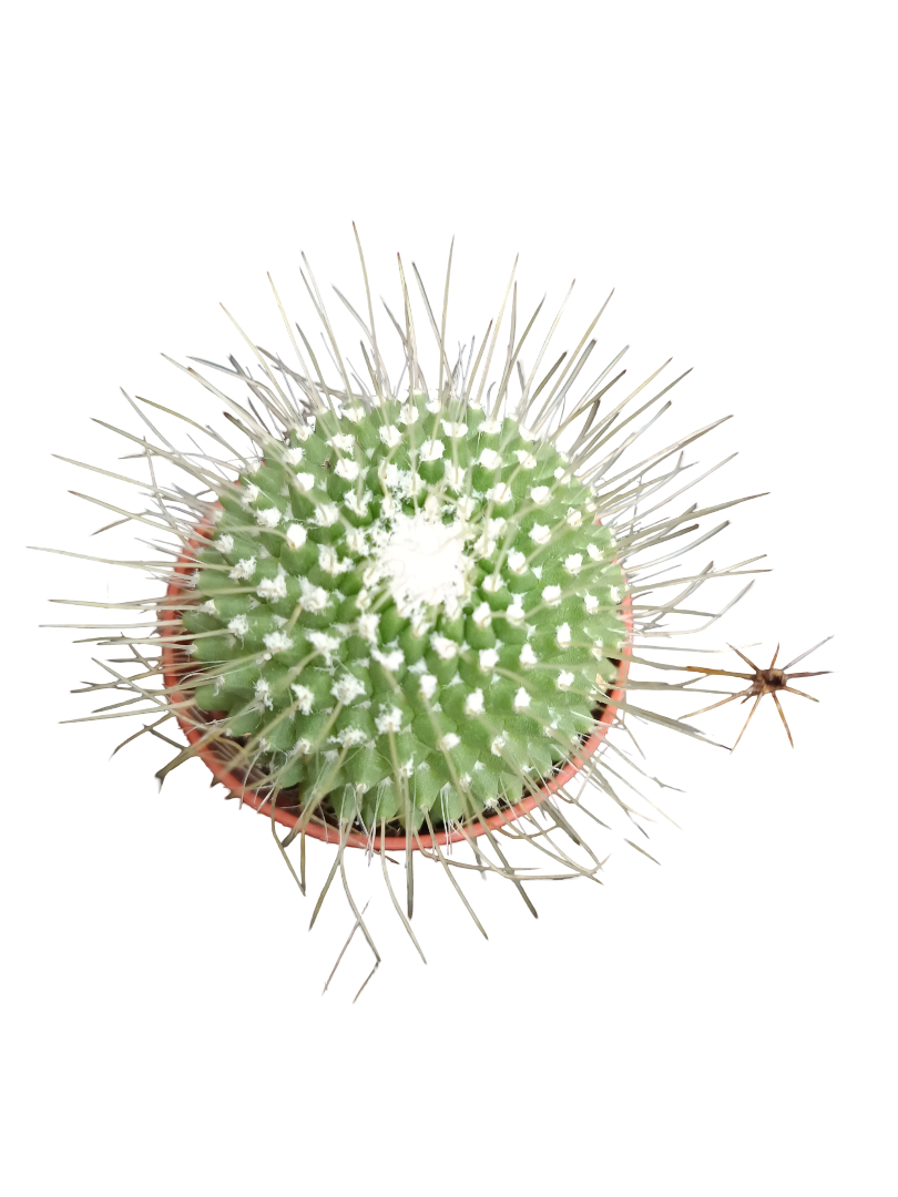 Cactus Surtido Aleatorio ☼ Planta Pequeña Ø5 Venta Por Unidad_0
