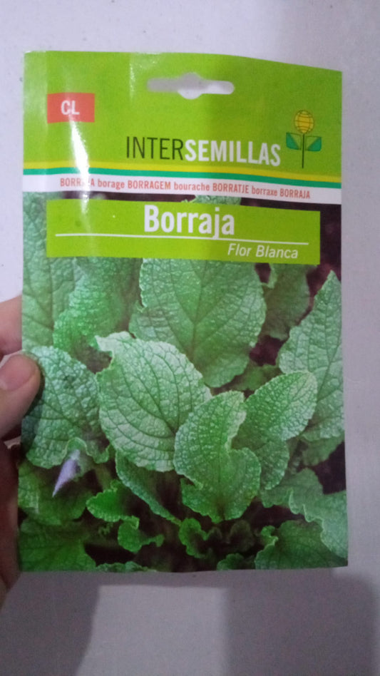 Sobre De Semillas De Borraja De Flor Blanca_0