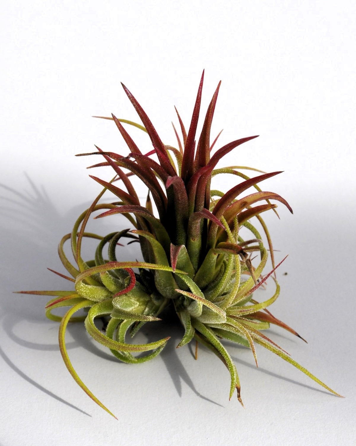 Tillandsia ionantha 'Fuego', tillandsia roja, planta del aire; Curiosarium; altura 6-8 cm, diámetro 4-6 cm_2
