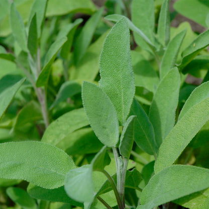 Maceta Salvia Verde 10,5 Cm - Plantabo_1